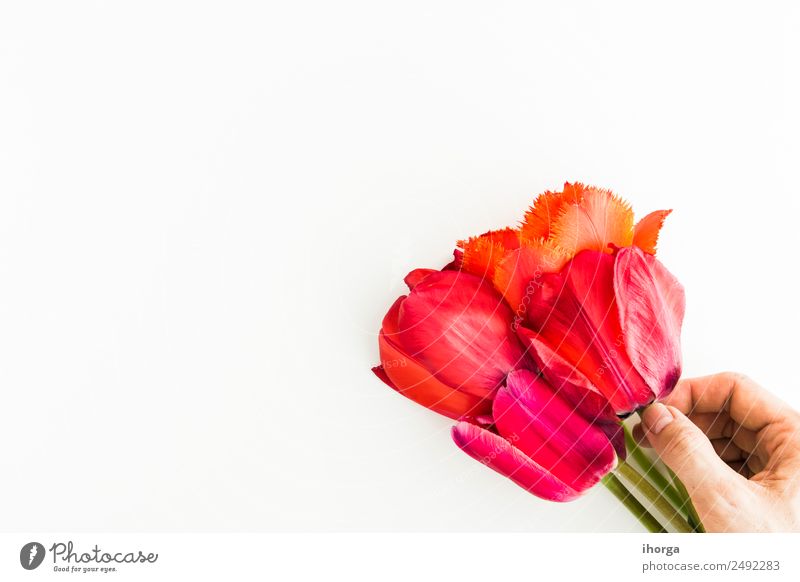 Tulpenblüten auf weißem Tisch Design Tapete Feste & Feiern Valentinstag Muttertag Mensch Mann Erwachsene Hand Finger Natur Pflanze Blume Blatt Blüte Liebe