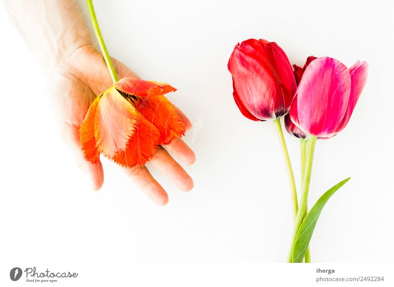 Tulpenblüten auf weißem Tisch Design Garten Feste & Feiern Valentinstag Muttertag Mensch Mann Erwachsene Hand Finger Natur Pflanze Blume Blatt Blüte Liebe