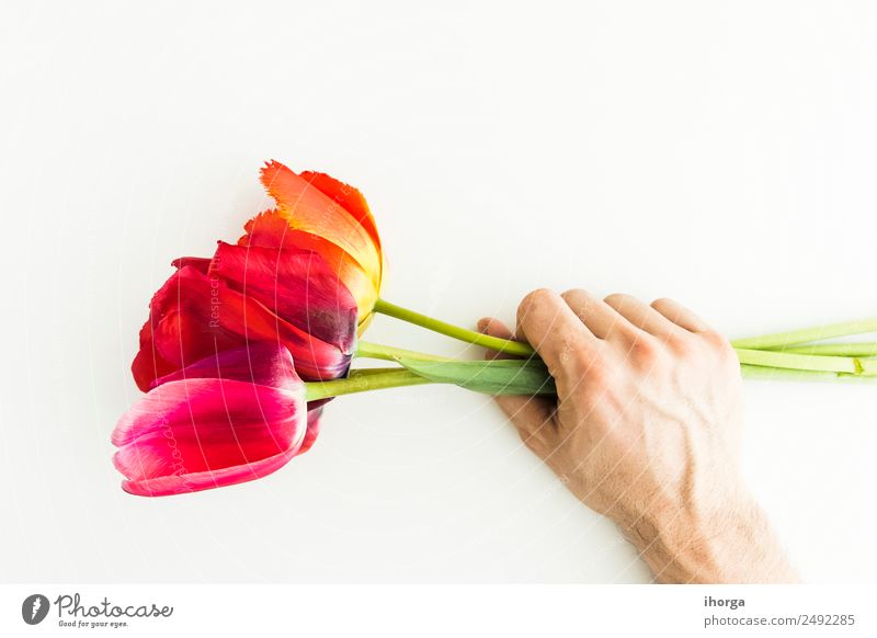 Tulpenblüten auf weißem Tisch Dekoration & Verzierung Tapete Feste & Feiern Valentinstag Muttertag Mensch Mann Erwachsene Hand Finger Natur Pflanze Blume Blatt