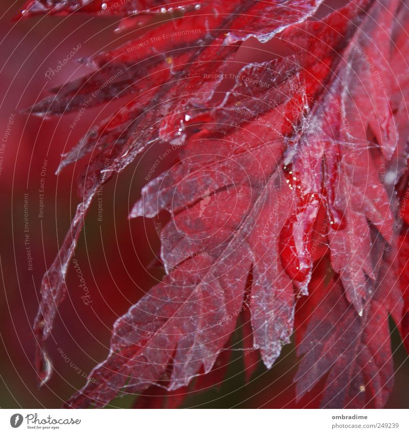 Herbstblatt Umwelt Natur Pflanze Wasser Wassertropfen Wetter Regen Baum Blatt Garten Park rot einheitlich natürlich verwaschen Spinnennetz Farbfoto
