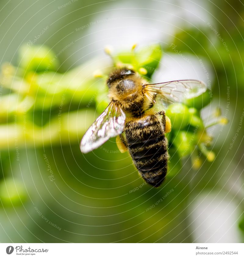 Fleißaufgabe Wilder Wein Tier Biene 1 Pollen Arbeit & Erwerbstätigkeit fliegen sitzen elegant schön klein nachhaltig natürlich braun gelb grün fleißig Ausdauer