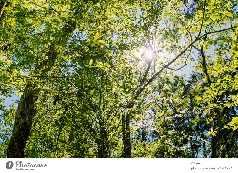 Sommer | Sonne | Wald Umwelt Natur Landschaft Sonnenlicht Schönes Wetter Baum leuchten frisch natürlich Wärme grün Warmherzigkeit Idylle nachhaltig Umweltschutz
