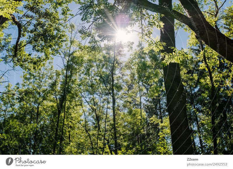 Sonne | Sommer | Wald Ausflug Umwelt Natur Landschaft Sonnenlicht Klima Klimawandel Wetter Schönes Wetter Baum Sträucher glänzend leuchten frisch natürlich