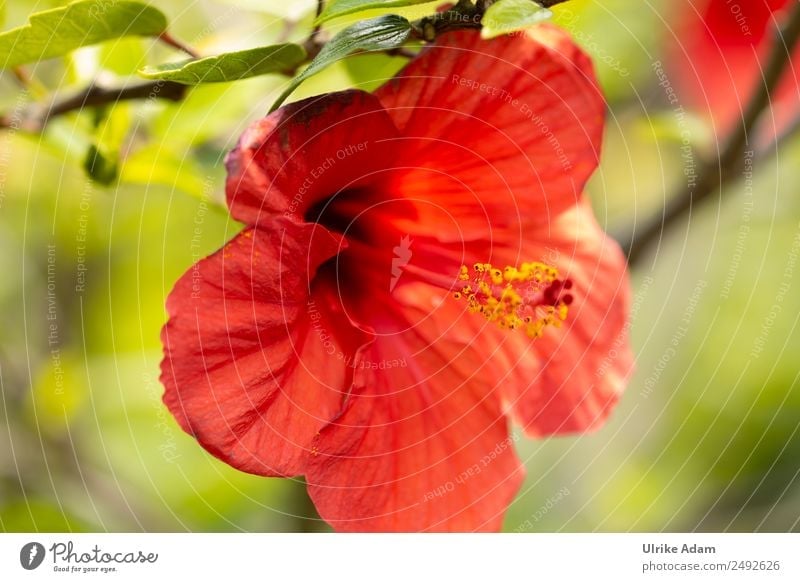 Blüte des roten Hibiskus elegant schön Alternativmedizin harmonisch Meditation Spa Natur Pflanze Sommer Baum Blume Blatt Hibiscus Hibiscusblüte Garten Park