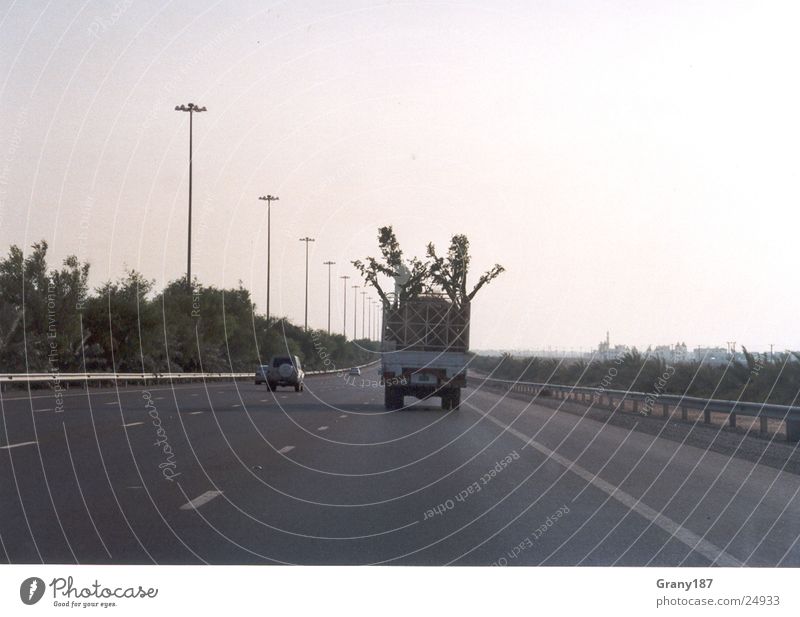 Baumdiebe Lastwagen Autobahn Palme Werbefachmann Plakat Panorama (Aussicht) Ferien & Urlaub & Reisen emirate werbemittel plakatwerbung fernsehn groß