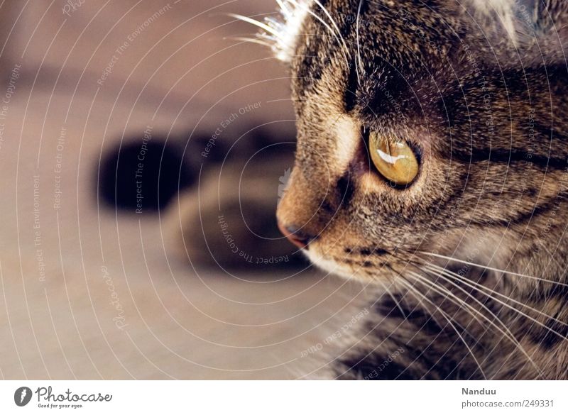 Miezekatze Tier Haustier Katze 1 niedlich liegen nachdenklich Profil Farbfoto Textfreiraum links Tierporträt Wegsehen
