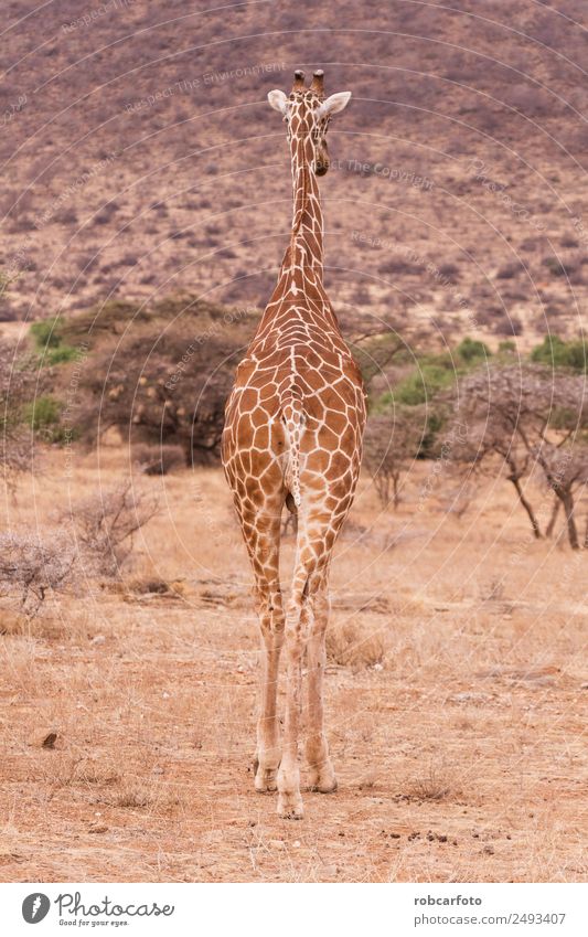 Giraffe im Samburu Nationalpark Kenia Ferien & Urlaub & Reisen Safari Natur Tier Park hoch lang wild braun weiß Farbe netzförmig national Afrika Afrikanisch