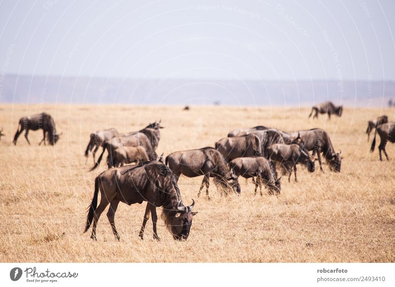 Gnu im Masai Mara Nationalpark in Kenia Afrika schön Ferien & Urlaub & Reisen Safari Umwelt Natur Landschaft Tier Park Fluss Herde natürlich wild blau grün