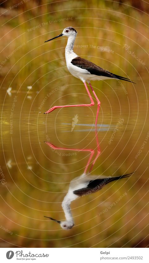 Vogel schön Umwelt Natur Tier Frühling Gras Küste Teich See Fluss Flügel lang nass niedlich wild rot schwarz weiß Schwarzflügel himantopus Stelzenläufer Wasser
