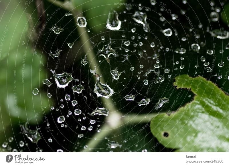 Regennetz Umwelt Natur Wasser Wassertropfen Sommer Wetter Sträucher glänzend nass grün schwarz Tropfen Spinnennetz Farbfoto Gedeckte Farben Außenaufnahme