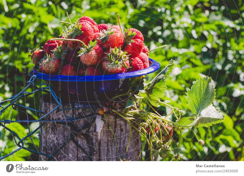 Frische Erdbeeren in blauer Schale Frucht Ernährung Essen Vegetarische Ernährung Diät Teller Schalen & Schüsseln Lifestyle schön Wellness Natur Pflanze Blatt