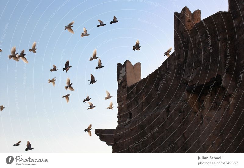 Zuflucht Wildtier Vogel Tiergruppe Stein fliegen leuchten ästhetisch außergewöhnlich historisch blau Schüchternheit Bewegung Freiheit Schutz Selbstständigkeit