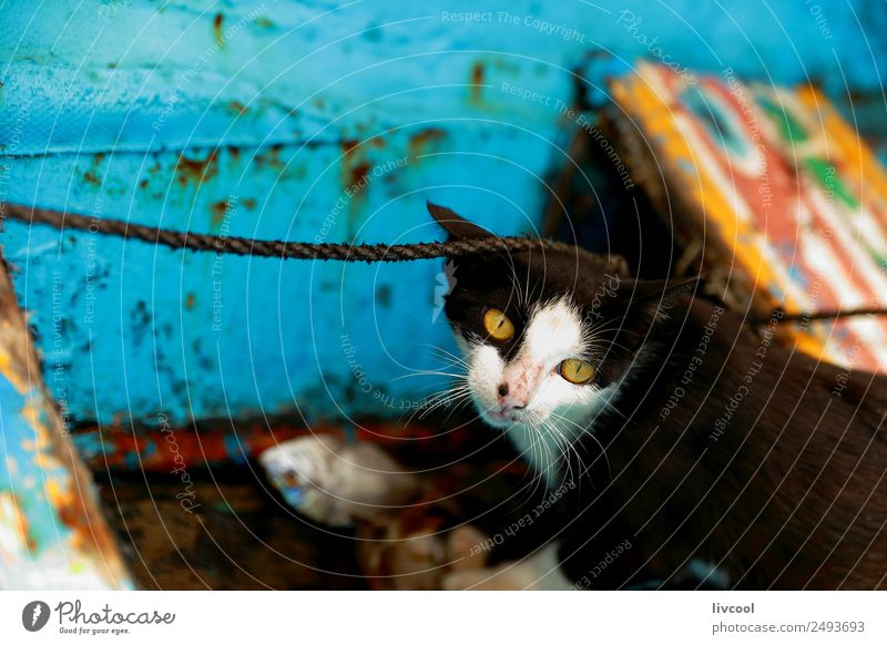 Katze im Kanu Strand Insel Seil Tier Küste Verkehr Bootsfahrt Fischerboot Wasserfahrzeug Haustier 1 schön listig blau schwarz weiß authentisch senegal Afrika