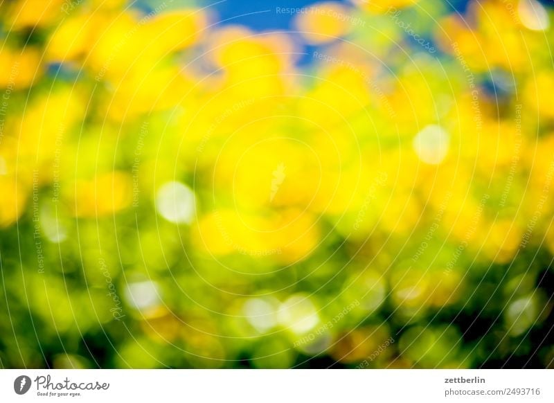 Echinacea Blume Blüte Blühend Sommer Farbe Roter Sonnenhut Korbblütengewächs gelb Garten Pflanze Unschärfe Hintergrundbild strahlend leuchten