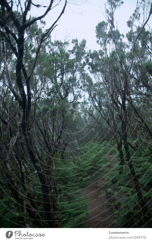 am Anfang Umwelt Landschaft Pflanze schlechtes Wetter Nebel Grünpflanze Wildpflanze Wald Urwald Madeira dunkel Ferne kalt lang nass natürlich schön trist wild