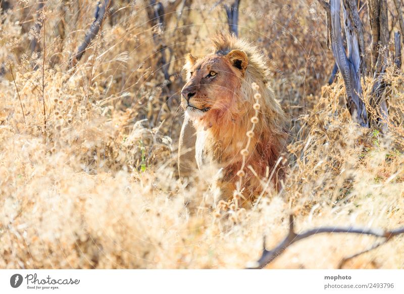 Königlich #1 Ferien & Urlaub & Reisen Tourismus Safari Natur Pflanze Wärme Dürre Gras Wüste Namibia Afrika Tier Löwe beobachten Essen Fressen Jagd Aggression