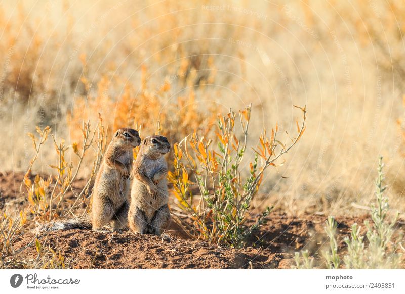 Gemeinsam #2 Ferien & Urlaub & Reisen Tourismus Safari Natur Pflanze Wärme Dürre Gras Wüste Tier Wildtier Eichhörnchen Tierpaar Brunft beobachten stehen