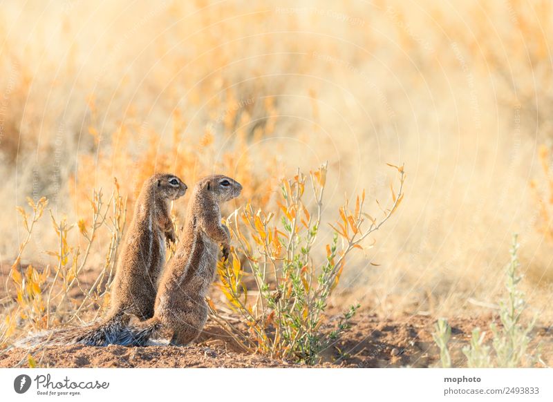 Gemeinsam #1 Ferien & Urlaub & Reisen Tourismus Safari Natur Pflanze Klima Wärme Dürre Gras Wüste Namibia Afrika Tier Wildtier Fell Eichhörnchen Borstenhörnchen