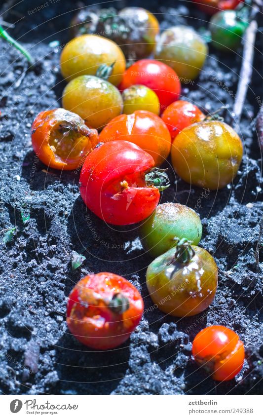 Tomaten Lebensmittel Gemüse Ernährung Bioprodukte Vegetarische Ernährung Slowfood Sommer Garten Pflanze Blatt Nutzpflanze Wachstum dreckig Ernte