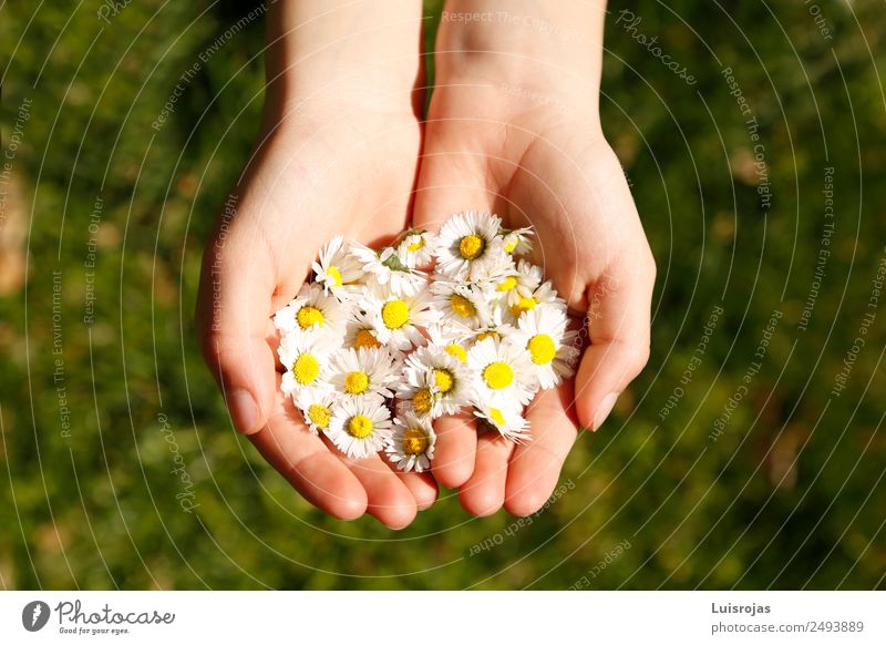 Hände mit gelben und weißen Blumen auf grüner Wiese Reichtum Gesundheit Erholung ruhig Meditation Kind Hand Umwelt Natur Landschaft Frühling Sommer Gras Feld
