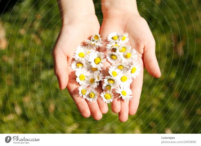 Hände mit gelben und weißen Blumen auf grüner Wiese Reichtum Freude schön Gesundheitswesen Allergie Leben Erholung Meditation Hand Umwelt Natur Landschaft Sonne
