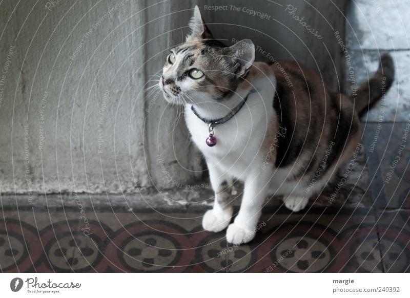 Haus - Mietze:  Katze mit Glöckchen im Hausflur Mauer Wand Tier Haustier Tiergesicht Fell Pfote Hauskatze Kopf Maul Ohr Auge Blick 1 beobachten sitzen dunkel
