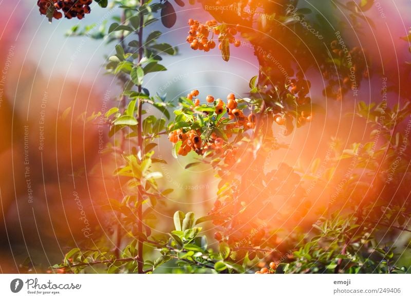 orange Natur Pflanze Sommer Baum Blume Sträucher natürlich Beeren Beerensträucher Blatt mehrfarbig Farbfoto Außenaufnahme Detailaufnahme Menschenleer Tag Licht