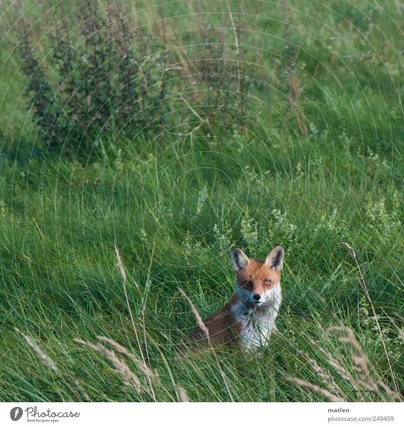 volpe Gras Wiese Tier Wildtier Tiergesicht 1 beobachten Blick in die Kamera Fuchs sitzen Farbfoto Außenaufnahme Menschenleer Tag