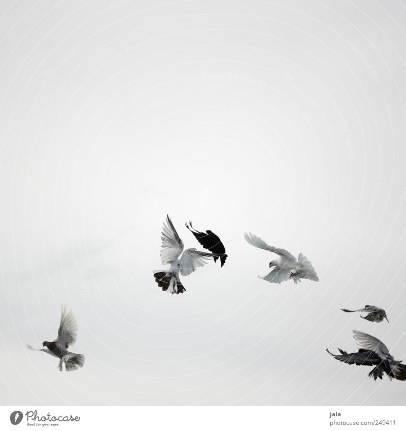 flügelschlag Himmel Tier Vogel Taube Schwarm fliegen ästhetisch wild grau schwarz weiß Farbfoto Außenaufnahme Menschenleer Textfreiraum oben Textfreiraum Mitte
