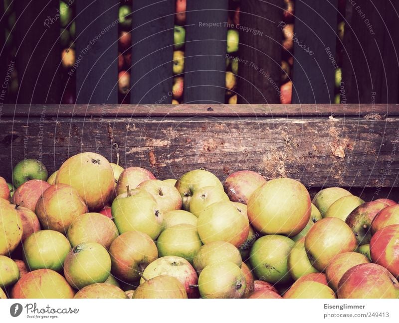 Apfelernte Frucht Garten Gesundheit komplex Natur Landwirtschaft Ernte Holzkiste Lagerplatz Farbfoto Außenaufnahme Nahaufnahme Menschenleer Textfreiraum links