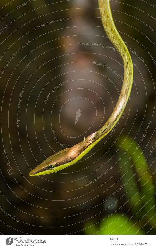Nahaufnahme des Profils der Weinschlange, die im Dschungel baumelt. schön Ferien & Urlaub & Reisen Tourismus Abenteuer wandern Seil Natur Tier Urwald Schlange