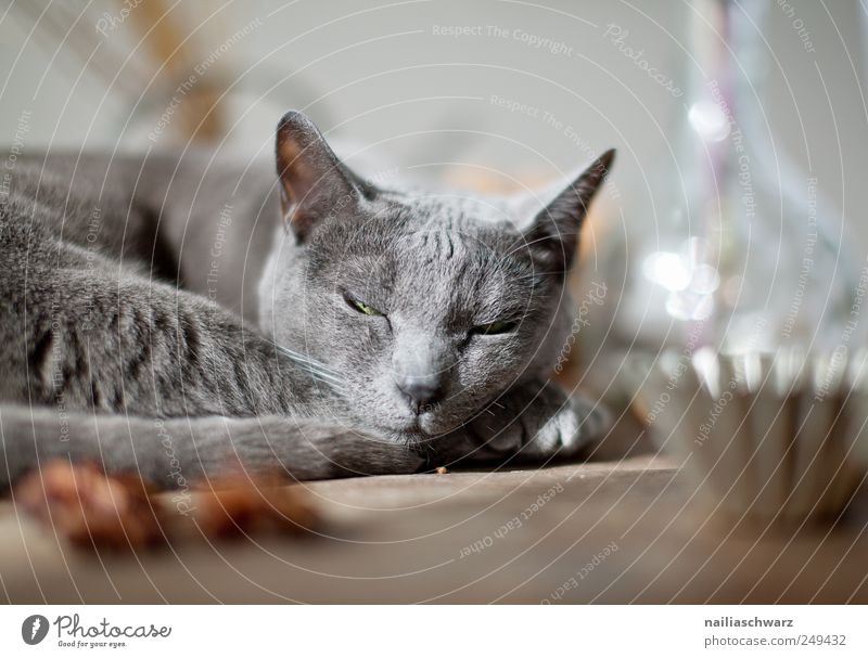 Relax Kräuter & Gewürze Sternanis Tier Haustier Katze Tiergesicht 1 Backform Karaffen Glas Metall Erholung schlafen ästhetisch kuschlig klein niedlich blau grau