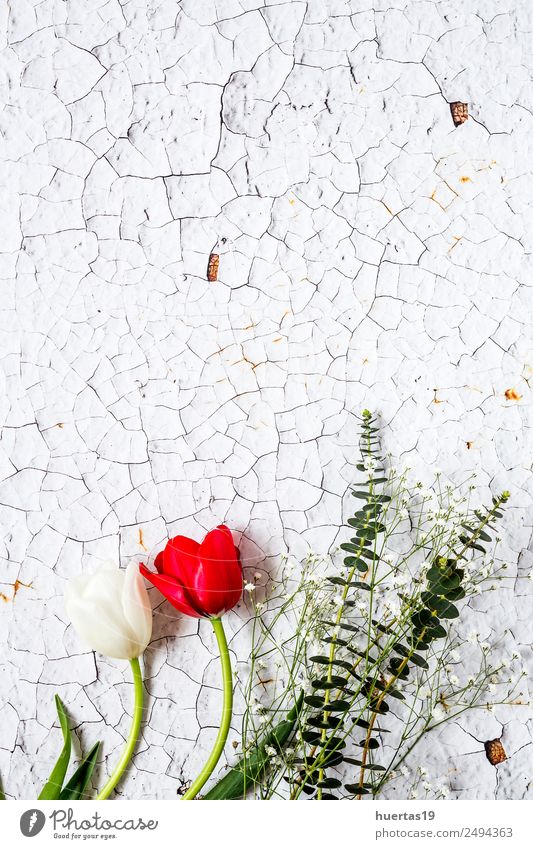 Blumiger Hintergrund mit roten und weißen Tulpen Valentinstag Natur Pflanze Blume Blatt Blumenstrauß natürlich grün Liebe Farbe Ranunculus Dekor hübsch