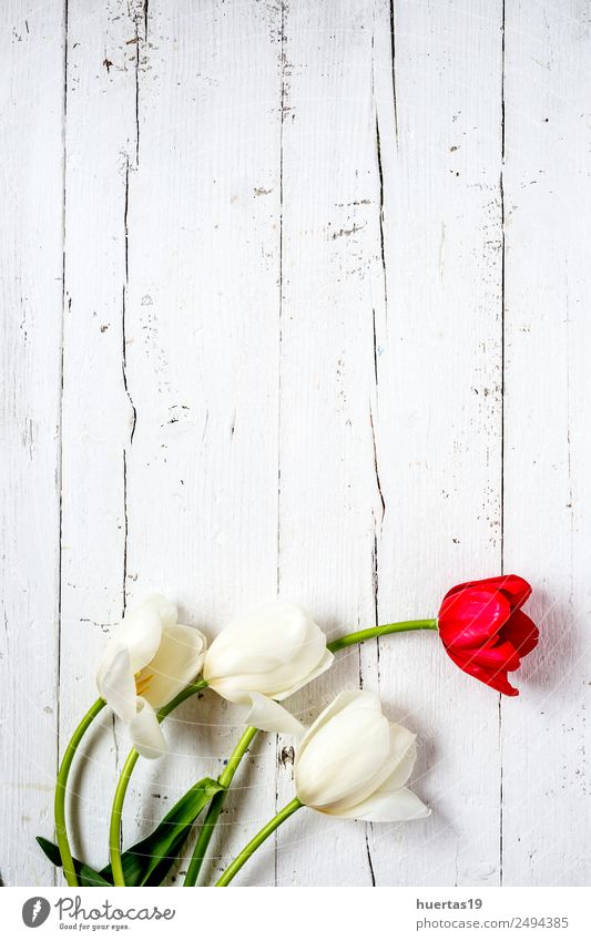 Blumiger Hintergrund mit roten und weißen Tulpen Lifestyle elegant Stil Valentinstag Natur Pflanze Frühling Blume Blatt Blumenstrauß natürlich oben Originalität