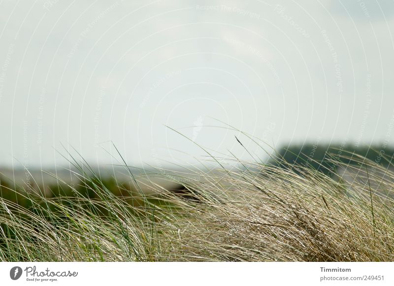 Ruheland Ferien & Urlaub & Reisen Sommer Umwelt Natur Landschaft Pflanze Gras Nordsee Dänemark Blick Gefühle Akzeptanz Warmherzigkeit Vorsicht Gelassenheit