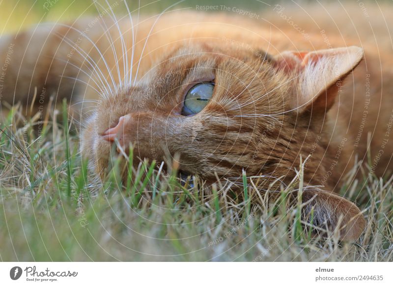 roter Kater Wohlgefühl Erholung Haustier Katze Schnurrhaar faulenzen beobachten genießen liegen schön Neugier Zufriedenheit Geborgenheit Tierliebe Wachsamkeit