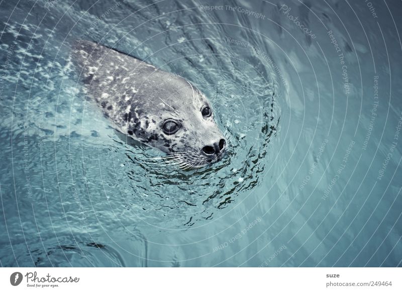Robbie Natur Tier Wasser Wellen Meer Wildtier Tiergesicht 1 Schwimmen & Baden Neugier niedlich wild blau Robben Seehund Kopf Wasseroberfläche drollig