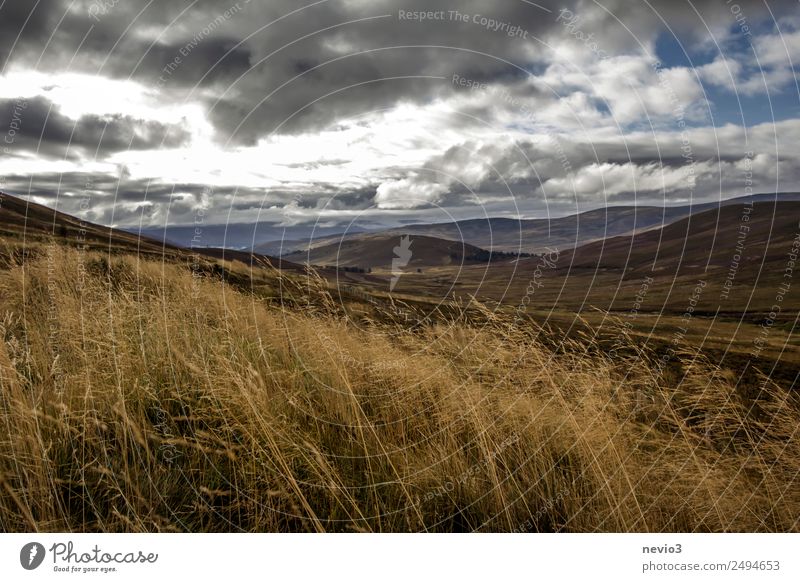 Schottisches Hochland Natur Klima schlechtes Wetter braun grau dunkel Großbritannien Hochebene Schottland Berge u. Gebirge wandern Gras Grasland Grasnarbe