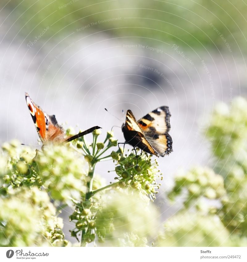 solange es noch sonnig bleibt - Spätsommer im Garten Schmetterling Kleiner Fuchs Tagpfauenauge Schmetterlingsflügel Flügelmuster heimischer Schmetterling