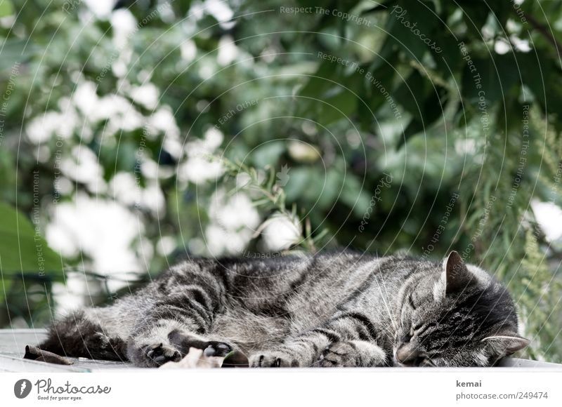 Nickerchen Umwelt Natur Pflanze Sonnenlicht Sträucher Garten Tier Haustier Katze Tiergesicht Fell Pfote 1 liegen schlafen grau grün getigert Tigerkatze Farbfoto