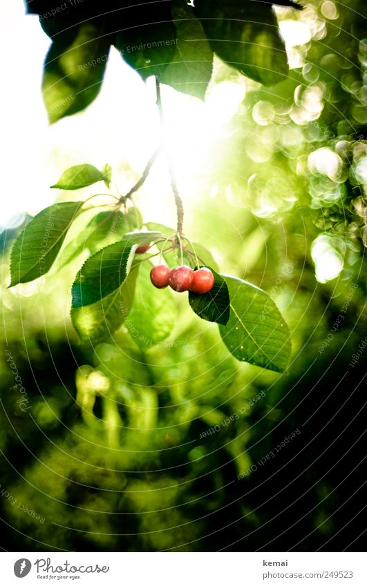 Als die Kirschen reiften Lebensmittel Frucht Ernährung Picknick Bioprodukte Umwelt Natur Pflanze Sonne Sonnenlicht Sommer Schönes Wetter Nutzpflanze Kirschbaum