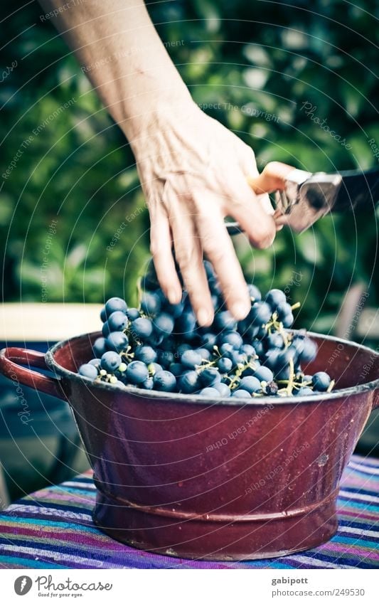 Erntefrisch auf den Tisch Lebensmittel Frucht Weintrauben Ernährung Schalen & Schüsseln natürlich blau braun Lebensfreude Gastfreundschaft Idylle Natur