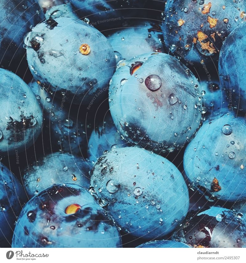 Pflaumenwäsche Lebensmittel Frucht Ernährung Bioprodukte Vegetarische Ernährung Sommer Garten frisch Gesundheit lecker nass saftig süß blau Wassertropfen