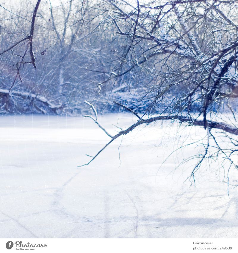 Frost Umwelt Natur Landschaft Winter Schönes Wetter Eis Schnee Baum Wald Flussufer kalt schön blau weiß Ast Wintertag Winterwald Winterstimmung Wintermorgen