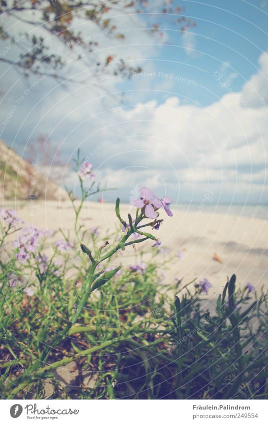 Aufblühen. Wohlgefühl Erholung Ferien & Urlaub & Reisen Sommerurlaub Strand Natur Landschaft Pflanze Sand Himmel Wolken Horizont Sonnenlicht Frühling