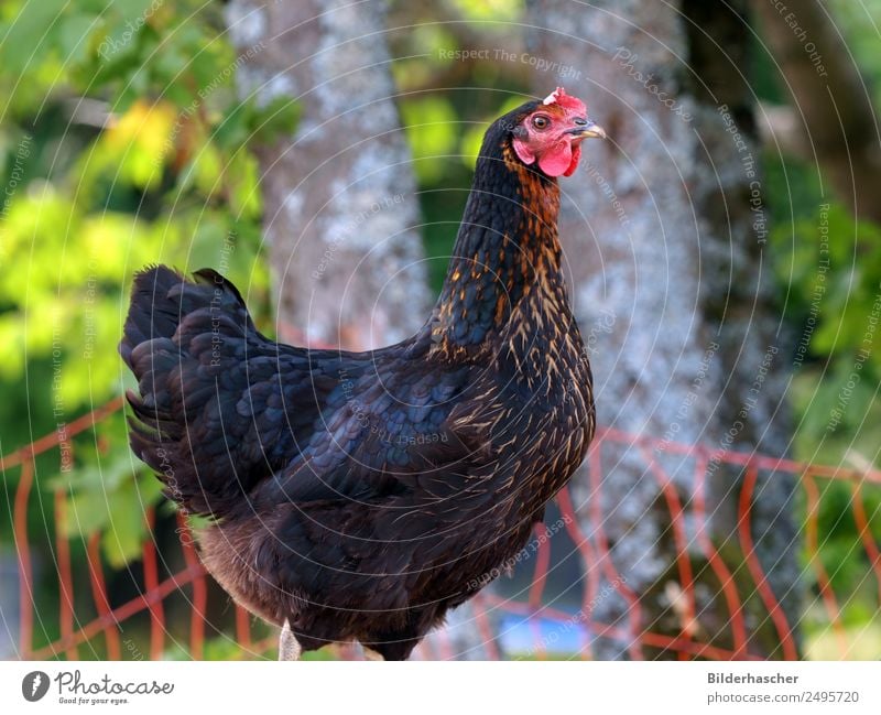 Glückliches Freilandhuhn Haushuhn Legehenne Freilandhaltung Geflügelfarm Hühnerstall Federvieh Ei Hühnervögel feminin hausgeflügel Tierzucht Nutztier