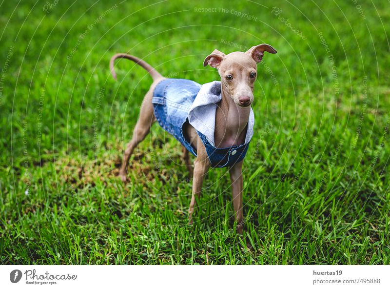 Kleiner italienischer Windhundhund Glück schön Freundschaft Natur Tier Haustier Hund 1 frieren Freundlichkeit Fröhlichkeit lustig natürlich braun Gefühle