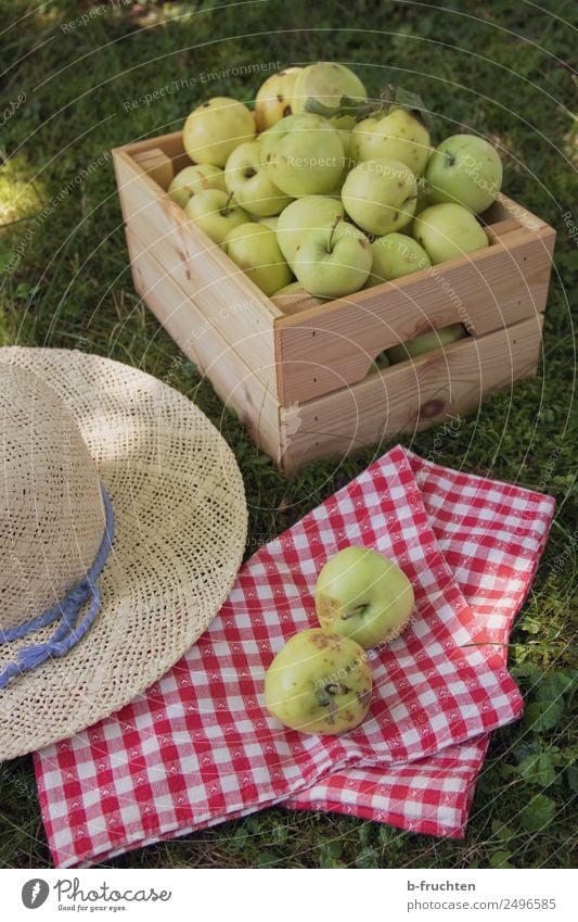 Frische Äpfel im Obstgarten Lebensmittel Frucht Picknick Bioprodukte Gesundheit Ferien & Urlaub & Reisen Sommer Baum Garten Wiese Hut Kasten Holz