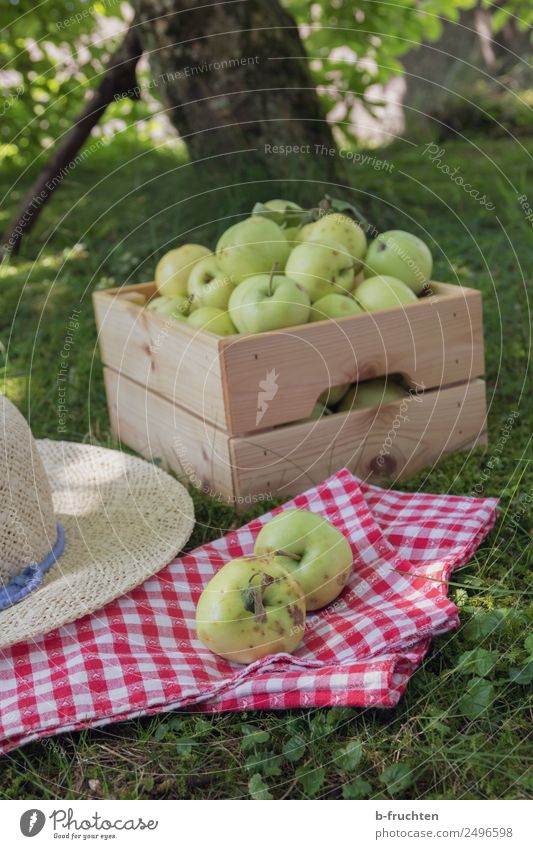 Streuobstwiese, Apfelernte Lebensmittel Frucht Picknick Bioprodukte Gartenarbeit Sommer Kasten Holz frisch gut süß Wiese Hut Serviette gemütlich genießen