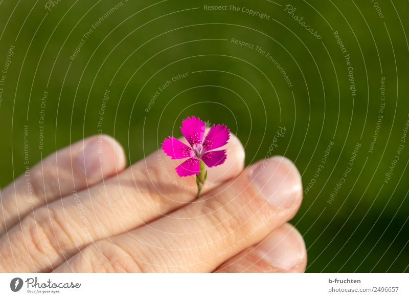 Blümchen zwischen Fingern geklemmt Mann Erwachsene Hand Sommer Blume Blüte Park Wiese wählen beobachten festhalten frei Fröhlichkeit frisch Glück violett rosa